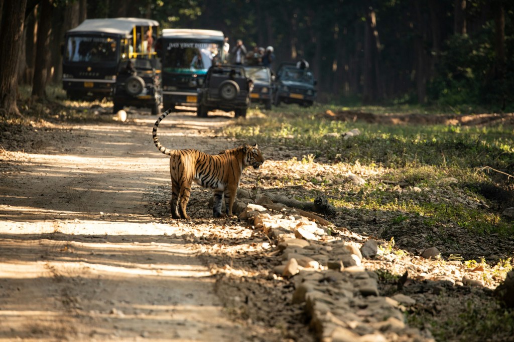 Jim Corbett Safari – Experience the Thrill of the&nbsp;Wild